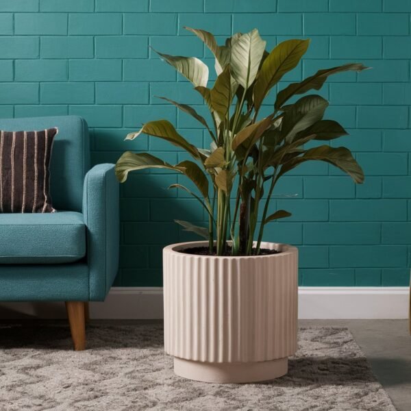 Lotus Plant
